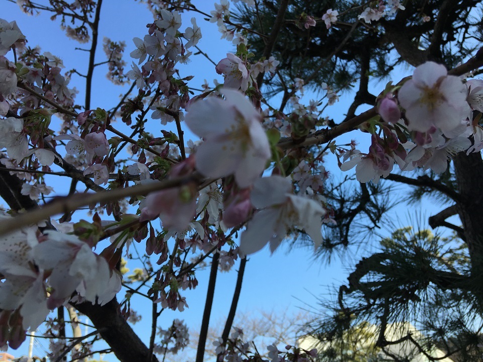 桜の写真