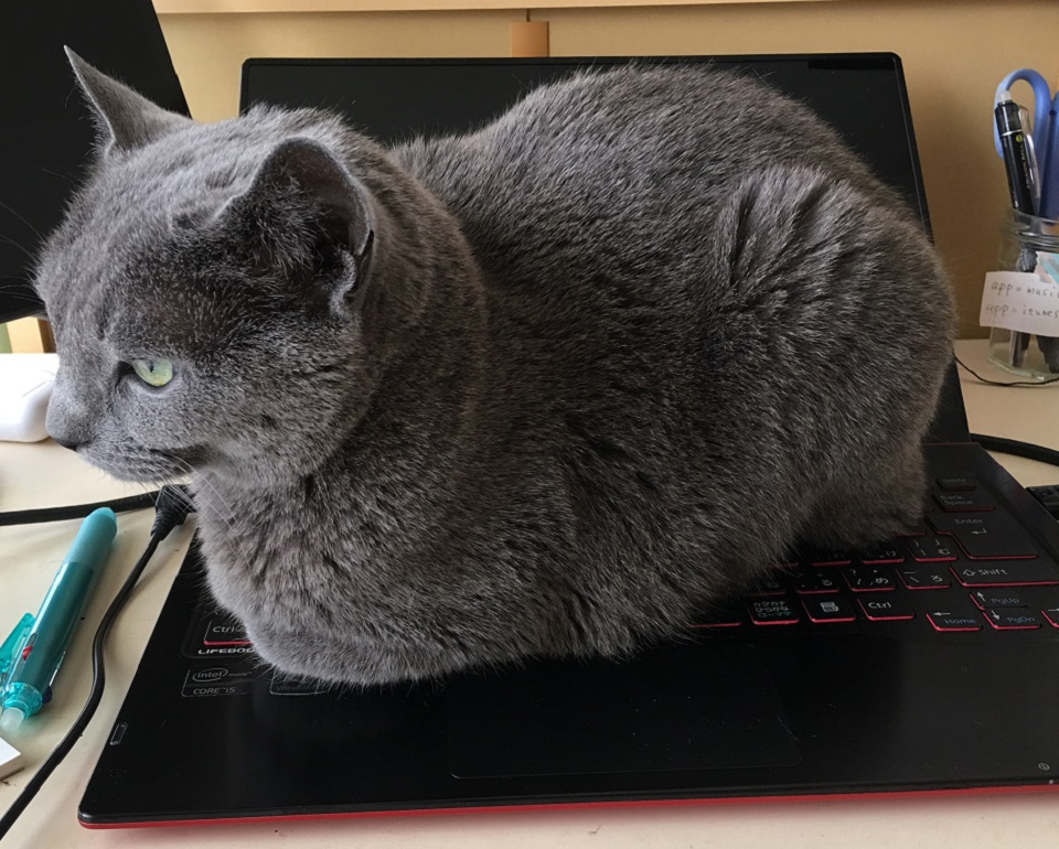 猫がパソコンに座っている写真