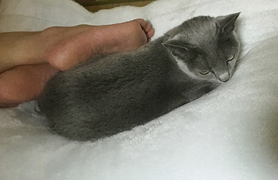 猫が夫の足元で寝ている写真