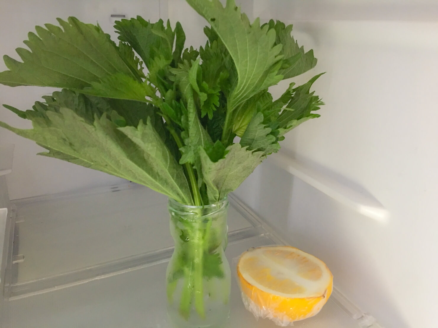 冷蔵庫の中に大葉とレモンの写真
