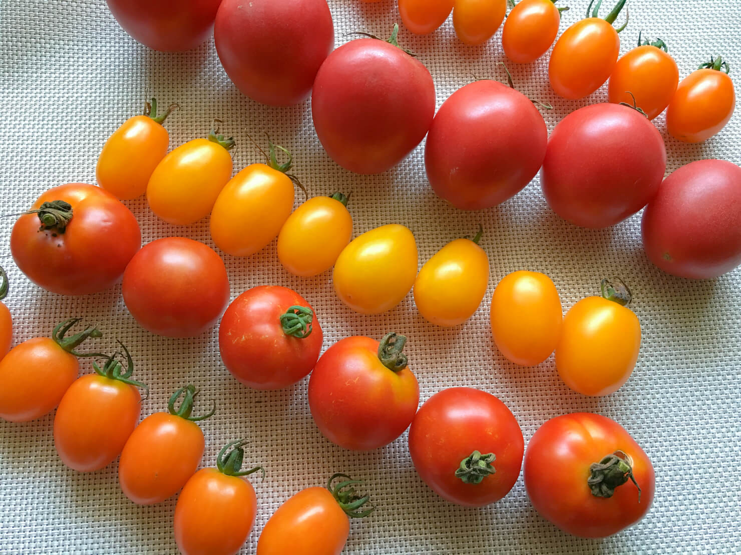 たくさんのトマトの写真
