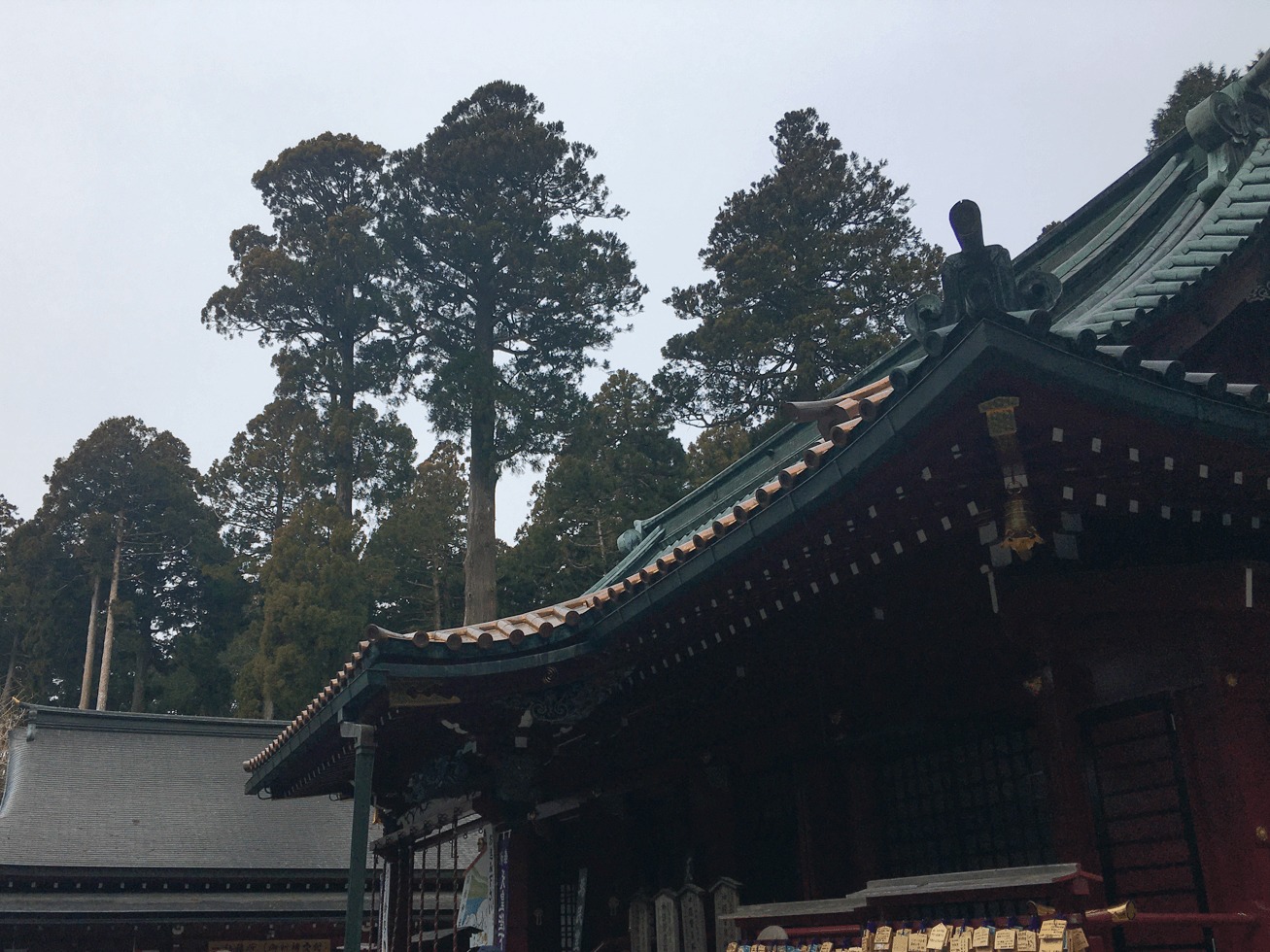箱根神社の杉の写真
