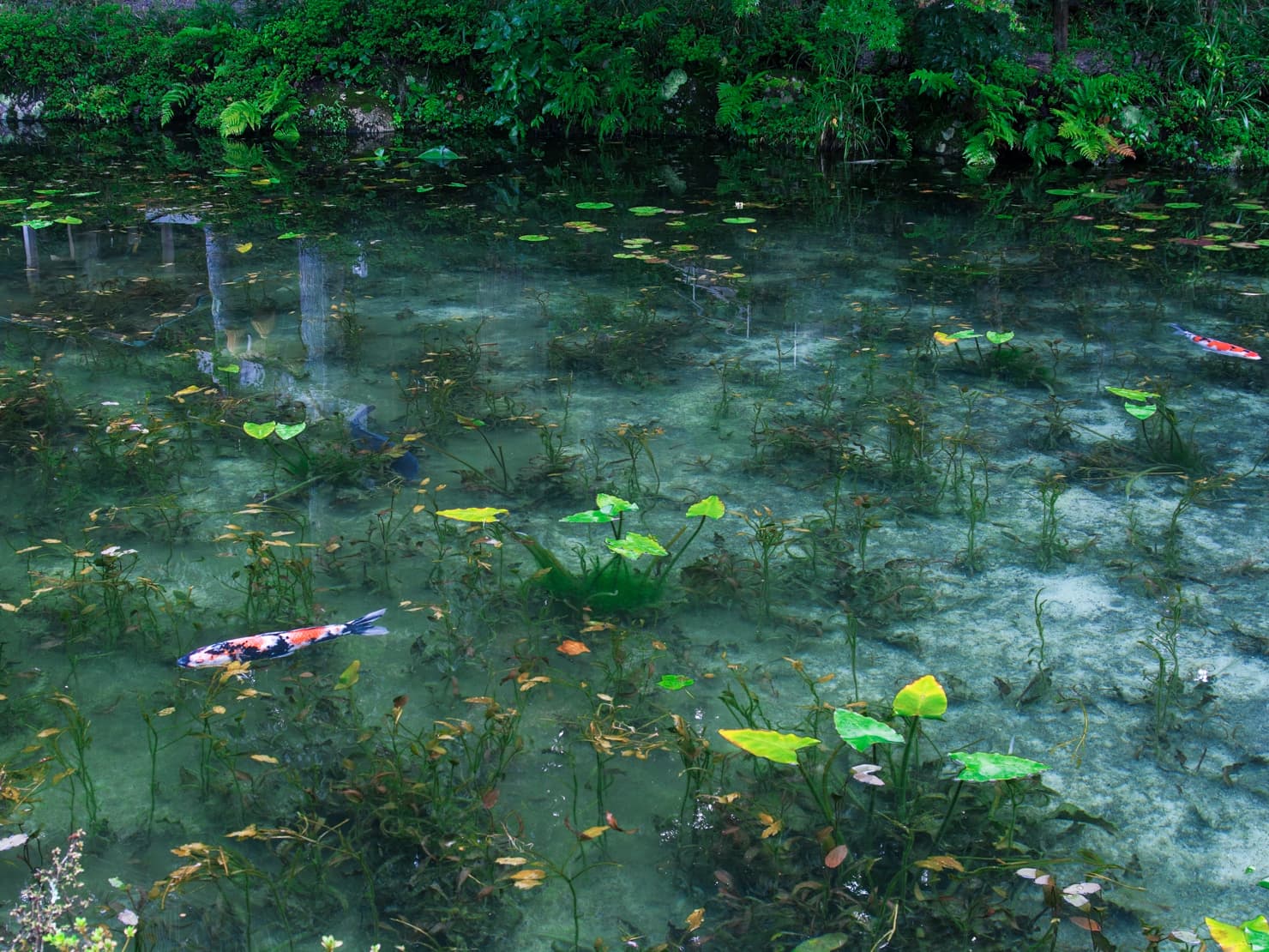 鯉が泳ぐ池の写真